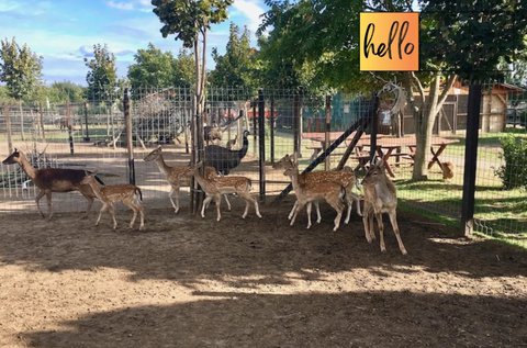 Gyermek és felnőtt belépő a siófoki Bella Állatparkba
